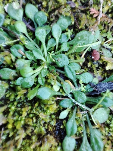 Image of Bellium bellidioides by no rights reserved