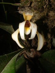 Maxillaria angustisegmenta image