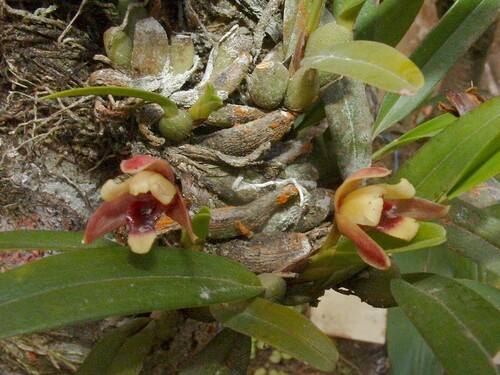 Maxillaria variabilis image