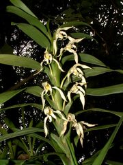 Maxillaria inaudita image