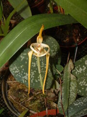 Maxillaria reichenheimiana image