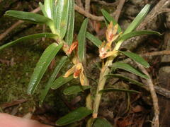 Maxillaria dendrobioides image