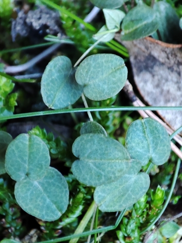 Image of Cyclamen balearicum by no rights reserved