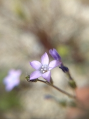 Gilia sinuata