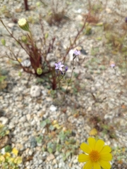 Gilia sinuata