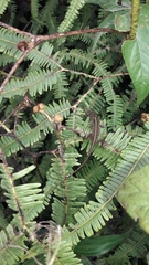 Anolis mariarum