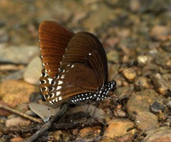 Papilio castor