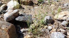 Cryptantha utahensis