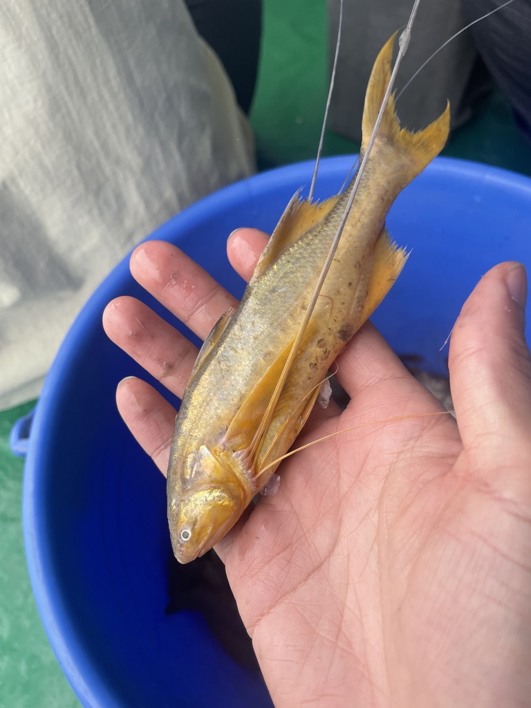 Bamin (Polynemus paradiseus) — Polynemidae