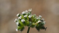 Cryptantha utahensis