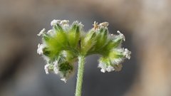 Cryptantha utahensis