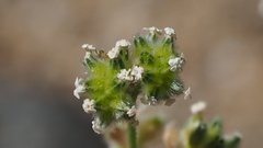 Cryptantha utahensis