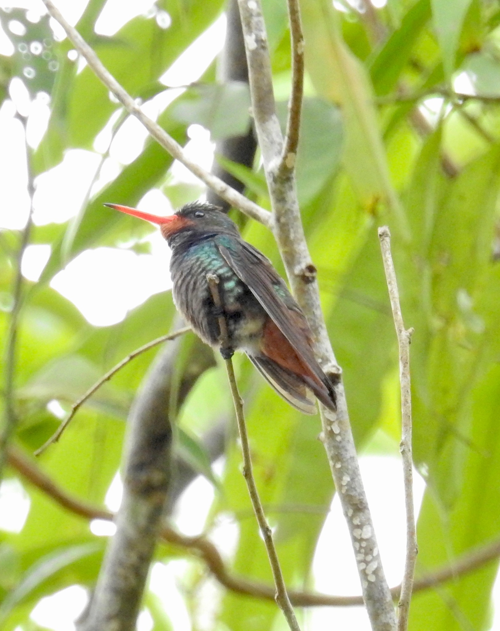 Rufous-throated Sapphire (Hylocharis sapphirina), photo 9