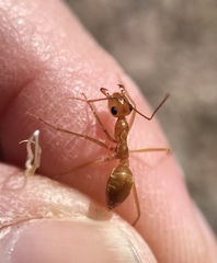 Myrmecocystus