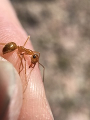 Myrmecocystus