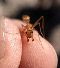 Myrmecocystus