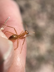 Myrmecocystus