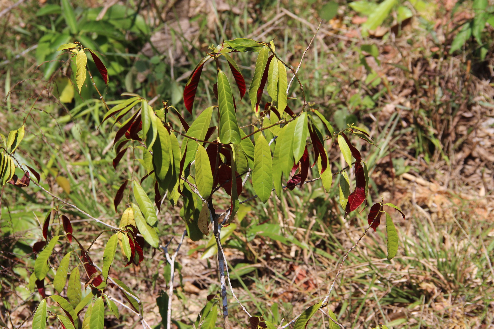 Chinese Croton (Excoecaria cochinchinensis)
