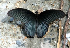 Papilio memnon agenor