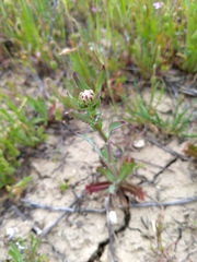 Malacothrix coulteri