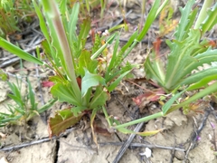 Malacothrix coulteri