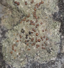 Protoblastenia rupestris