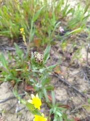Malacothrix coulteri