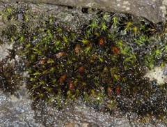 Schistidium agassizii