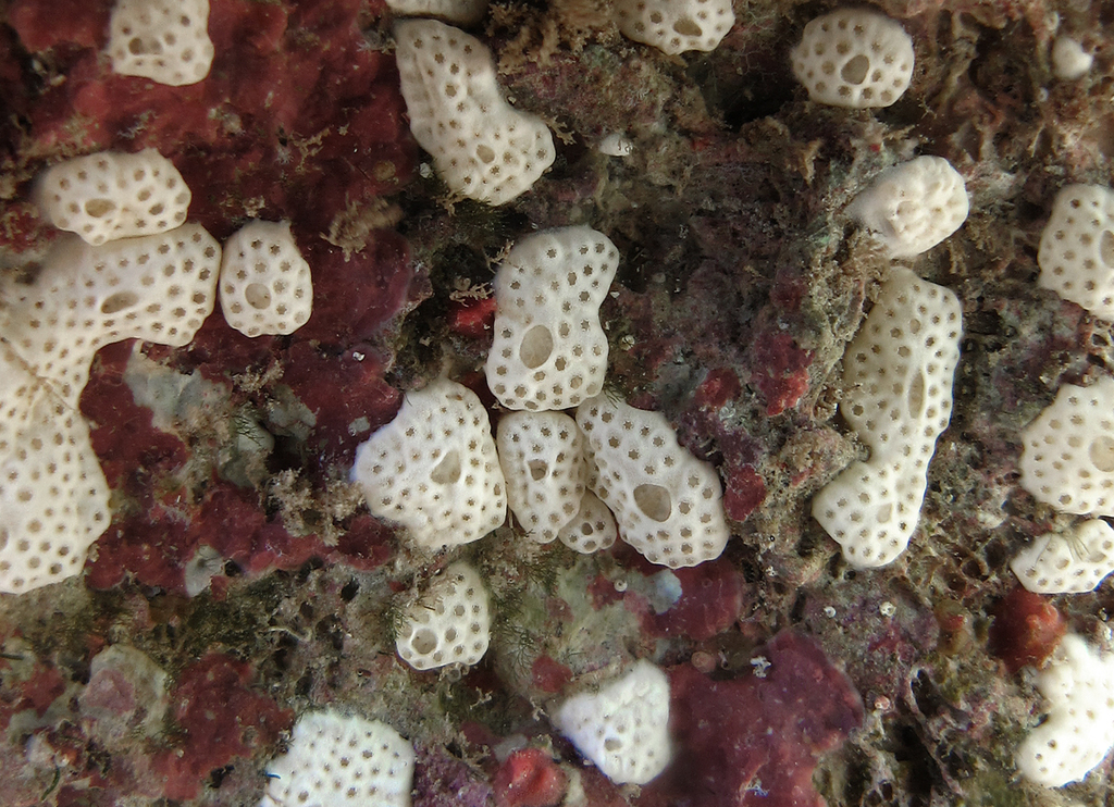 White Speck Tunicate