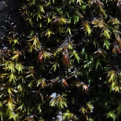 Schistidium agassizii