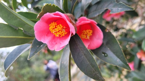 Camellia hongkongensis, 2023-12-23