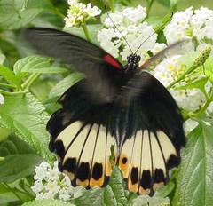 Papilio memnon agenor