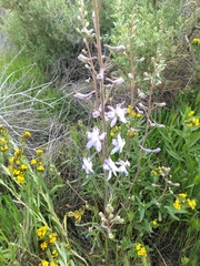 Delphinium recurvatum