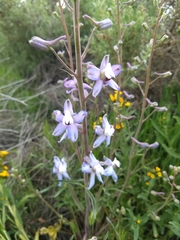Delphinium recurvatum