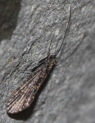 Dolophilodes distinctus