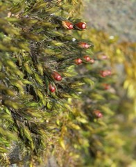 Schistidium agassizii