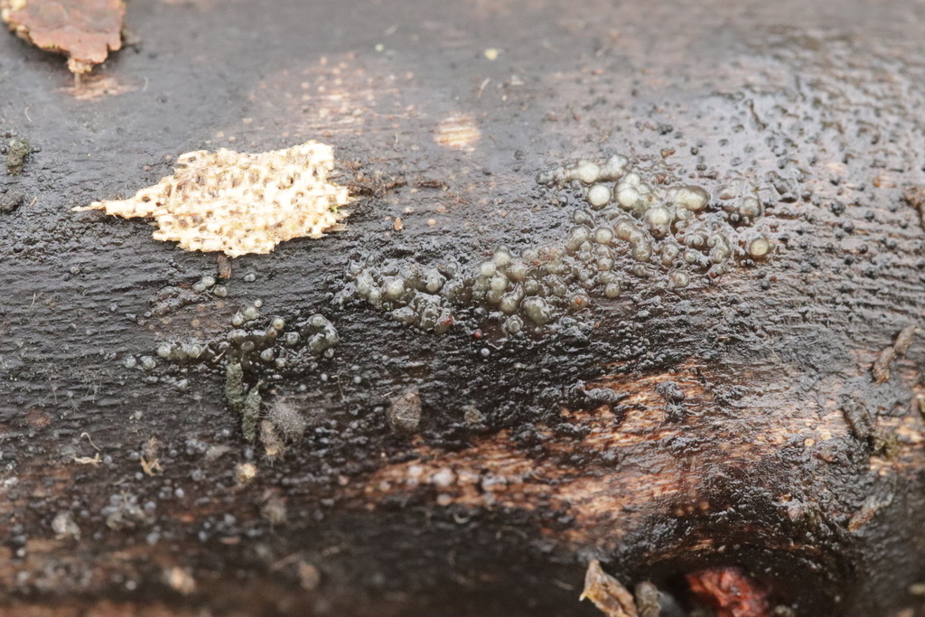 Sirobasidium albidum