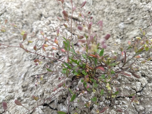 Image of Lepidium jaredii by (c) Jonathan Vaughn, some rights reserved (CC BY)