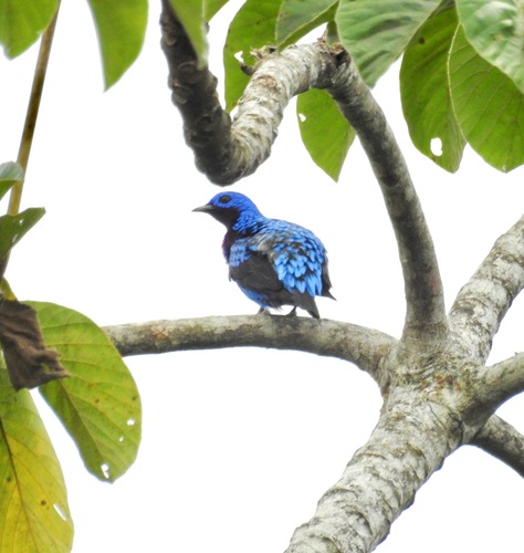 Banded Cotinga (Cotinga maculata), photo 3