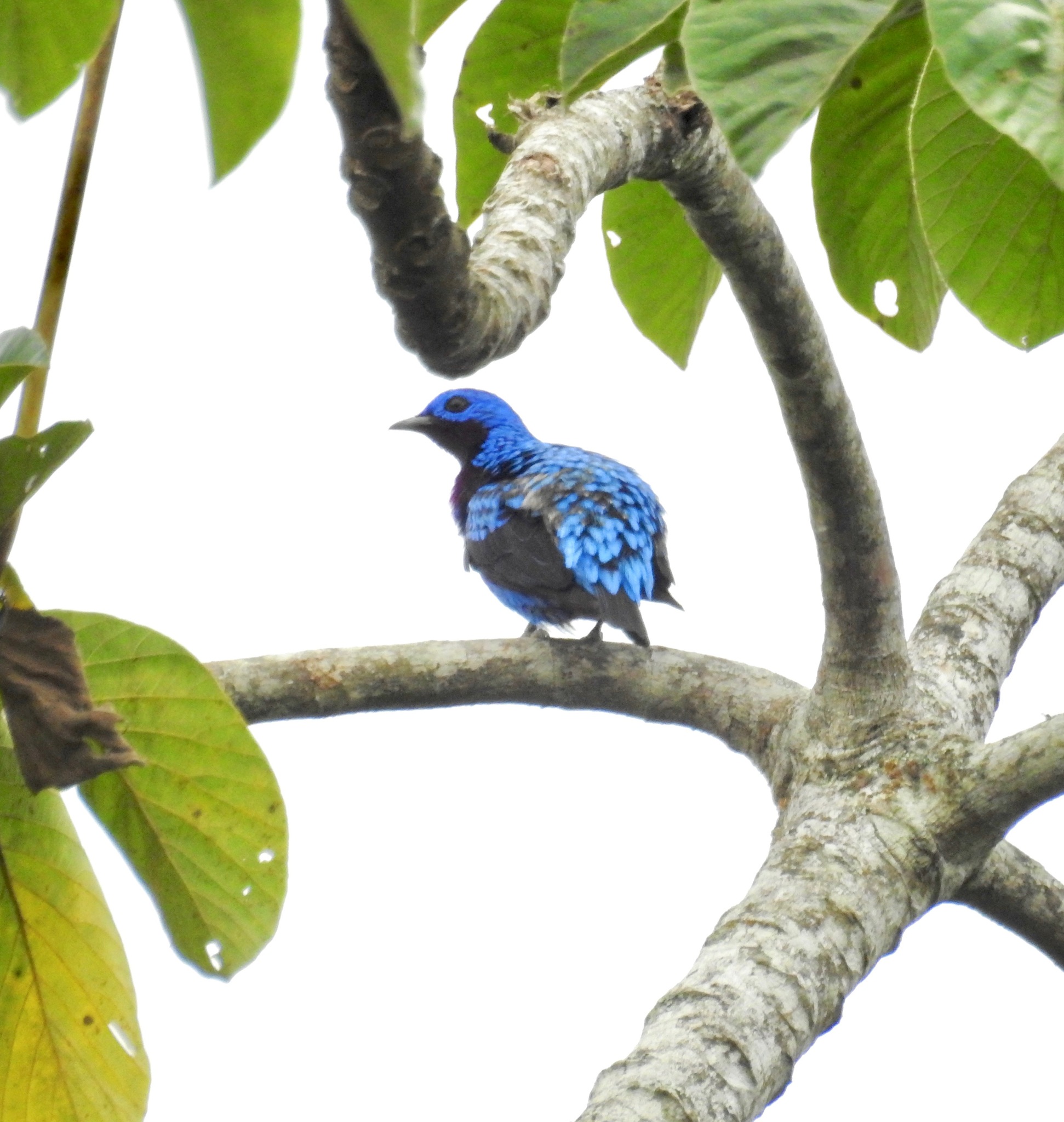 Banded Cotinga (Cotinga maculata), photo 6