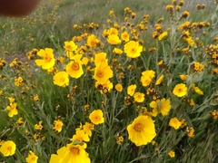 Leptosyne calliopsidea