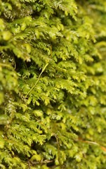 Claopodium rostratum