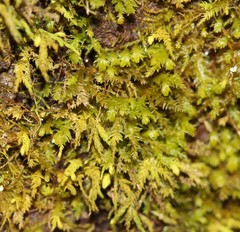 Claopodium rostratum