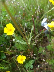 Leptosyne calliopsidea