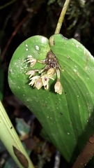 Pleurothallis canaligera