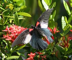 Papilio memnon agenor