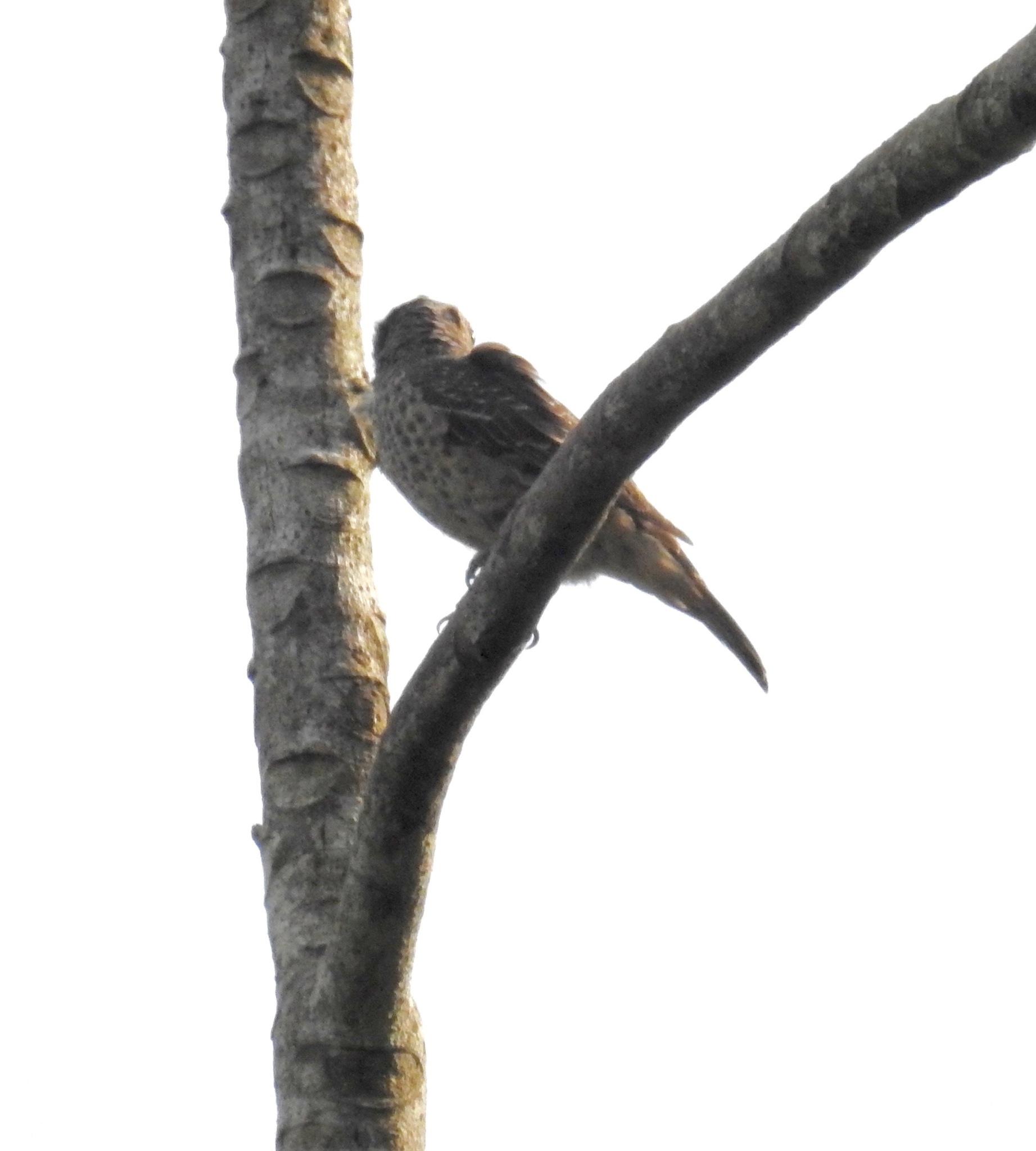 Banded Cotinga (Cotinga maculata), photo 9
