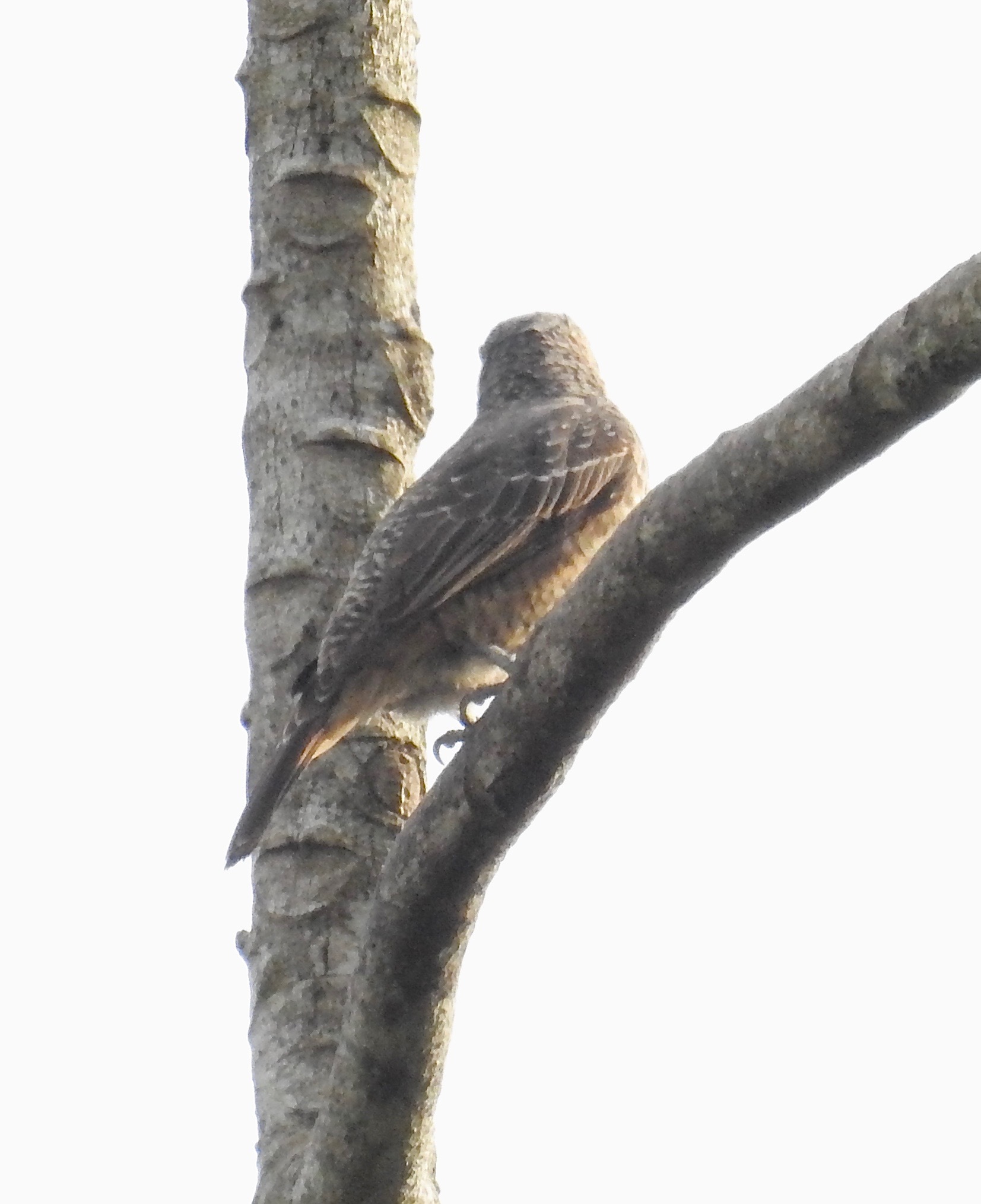 Banded Cotinga (Cotinga maculata), photo 10
