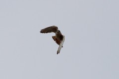 Falco sparverius sparverius