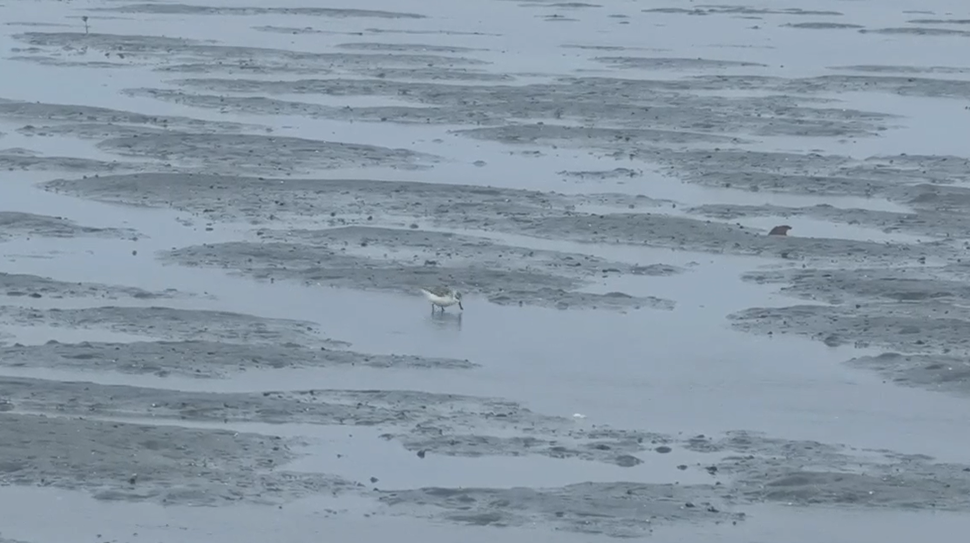 Spoon-billed Sandpiper